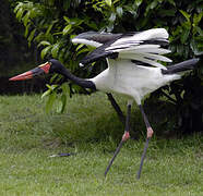 Jabiru d'Afrique