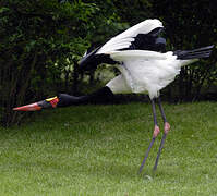 Saddle-billed Stork