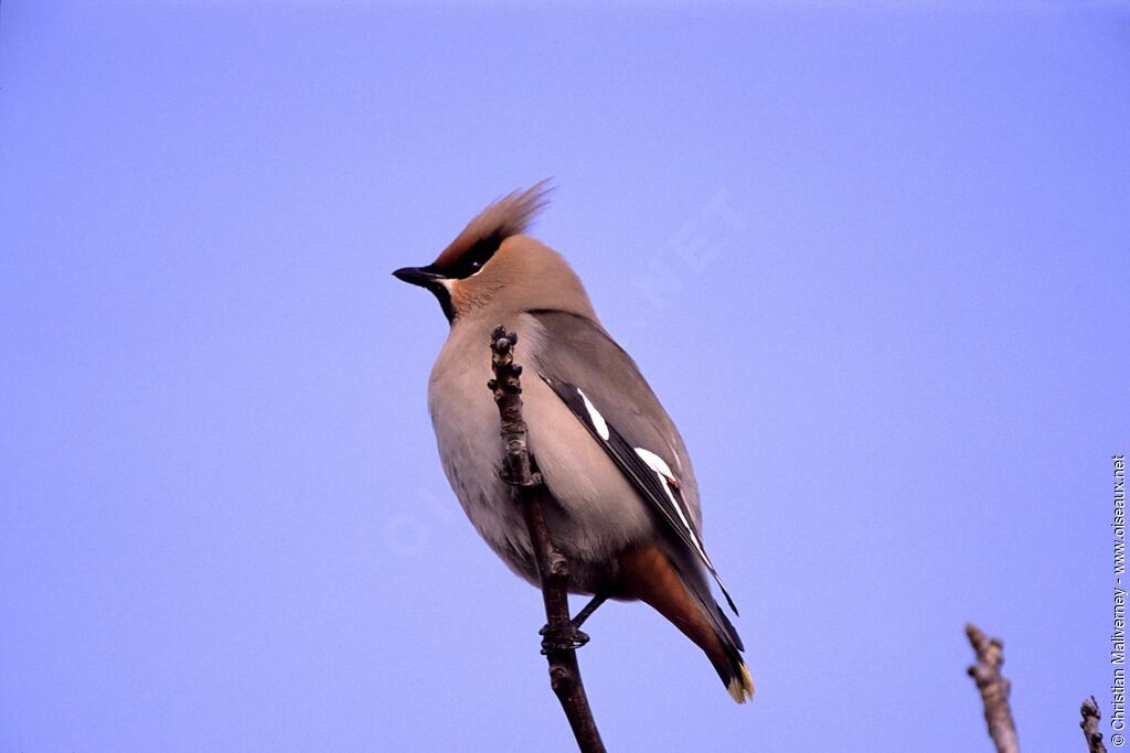 Bohemian Waxwingadult