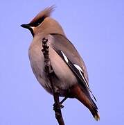 Bohemian Waxwing