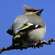 Bohemian Waxwing