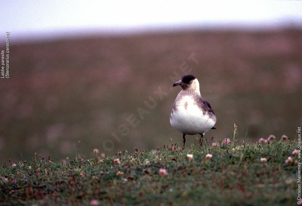 Parasitic Jaegeradult breeding, identification