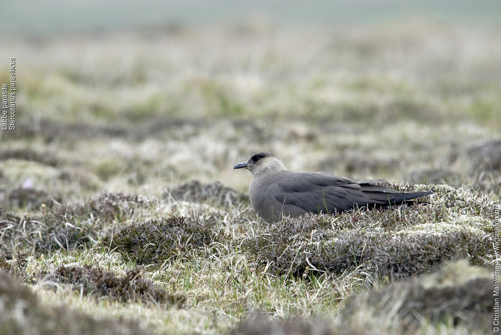 Parasitic Jaegeradult breeding, identification