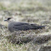 Parasitic Jaeger