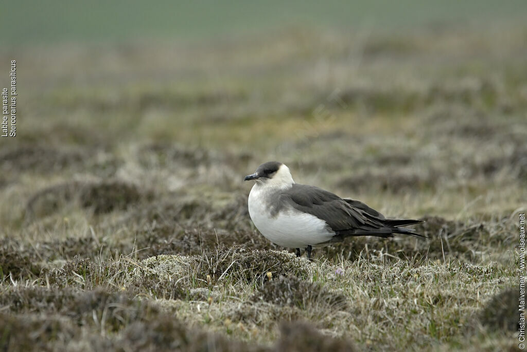 Parasitic Jaegeradult breeding, identification