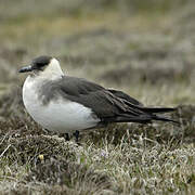 Parasitic Jaeger