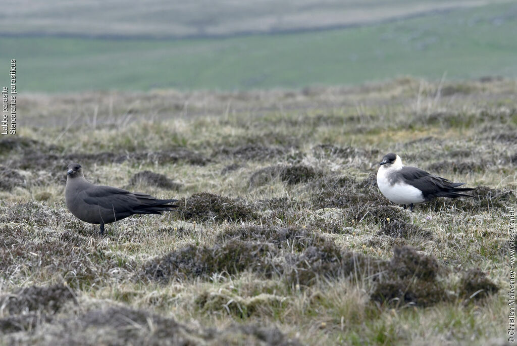 Parasitic Jaegeradult breeding, identification