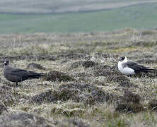 Parasitic Jaeger