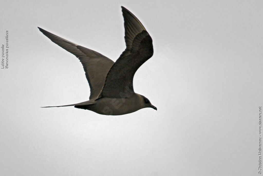 Parasitic Jaegeradult breeding, Flight