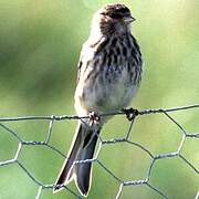 Twite