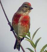 Common Linnet