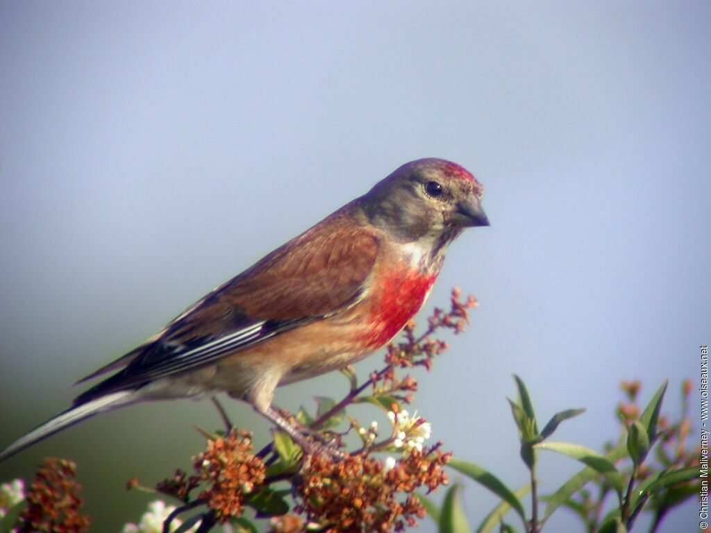 Linotte mélodieuseadulte nuptial