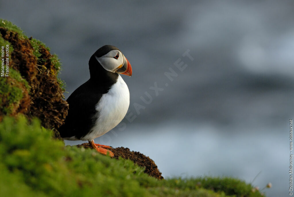 Atlantic Puffinadult breeding, identification