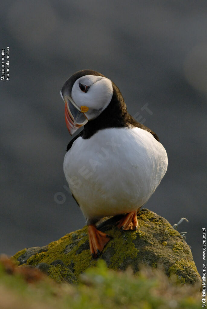 Atlantic Puffinadult breeding, identification