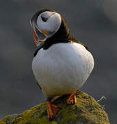 Atlantic Puffin