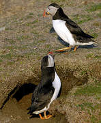 Atlantic Puffin