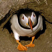 Atlantic Puffin