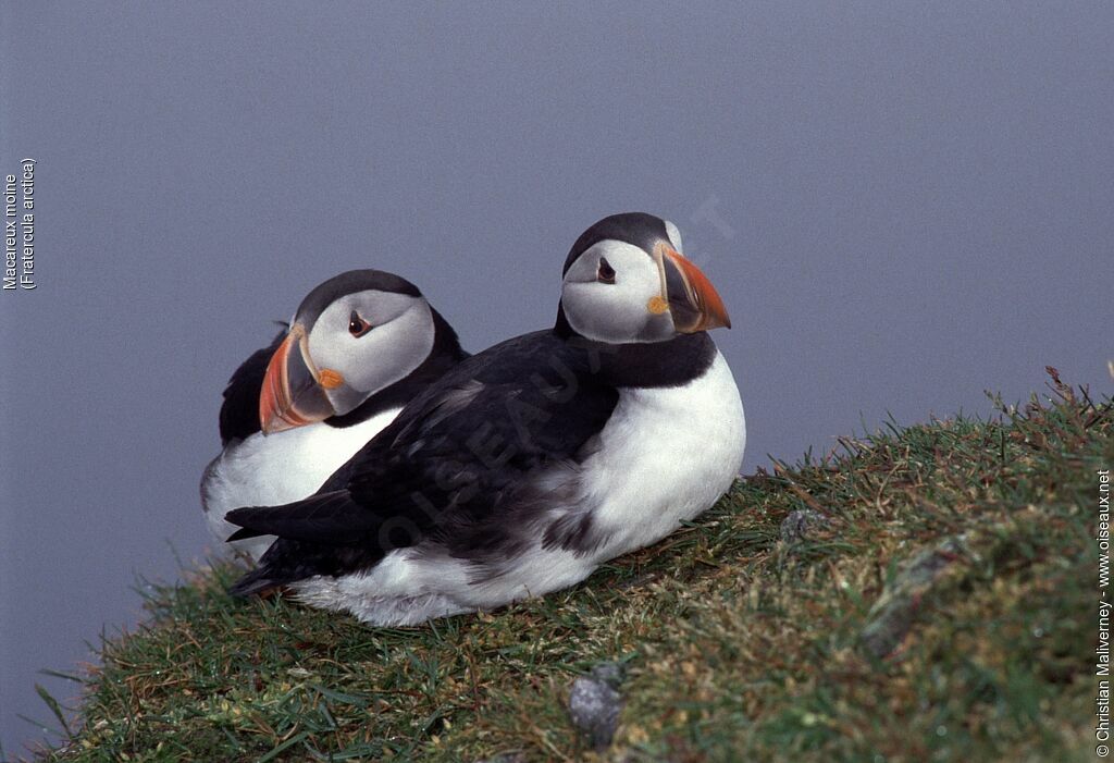 Atlantic Puffinadult breeding, identification