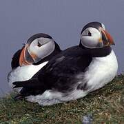 Atlantic Puffin