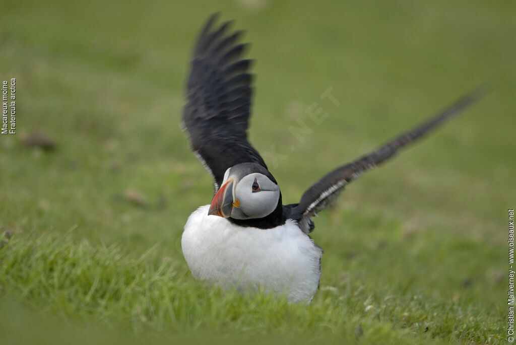 Atlantic Puffinadult breeding, identification