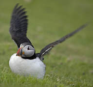 Atlantic Puffin