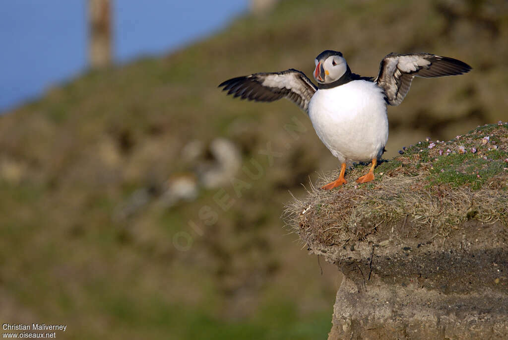 Atlantic Puffinadult breeding, habitat, Behaviour