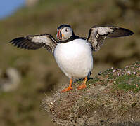 Atlantic Puffin