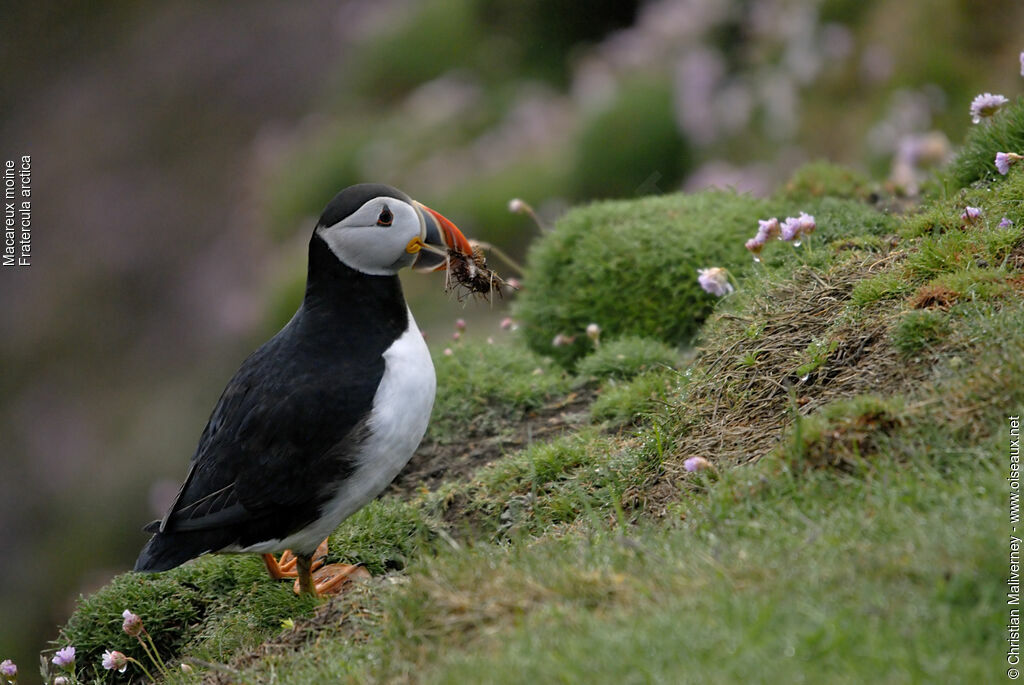 Atlantic Puffinadult breeding, identification, Reproduction-nesting, Behaviour