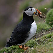 Atlantic Puffin