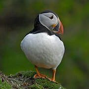 Atlantic Puffin