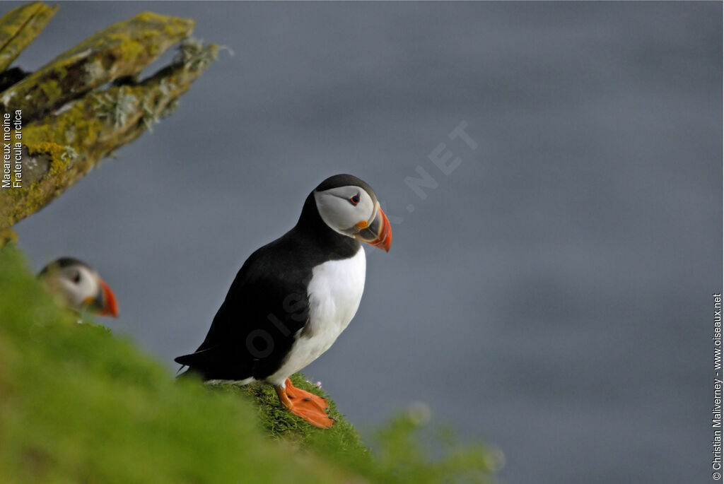 Atlantic Puffinadult breeding, identification