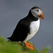 Atlantic Puffin