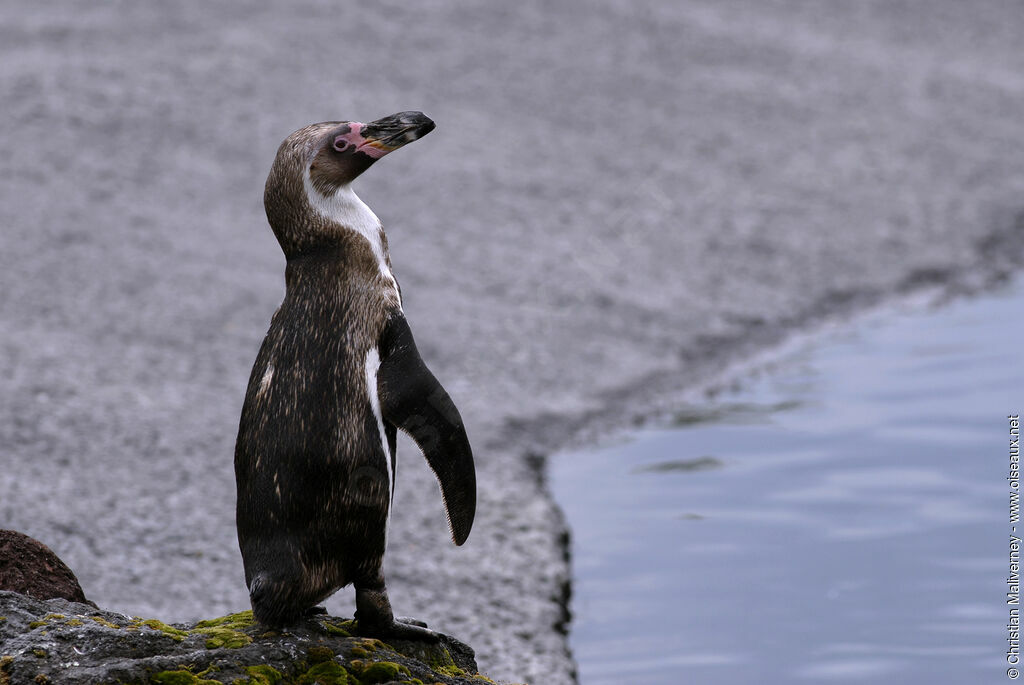 African Penguinadult, identification