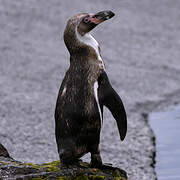 African Penguin