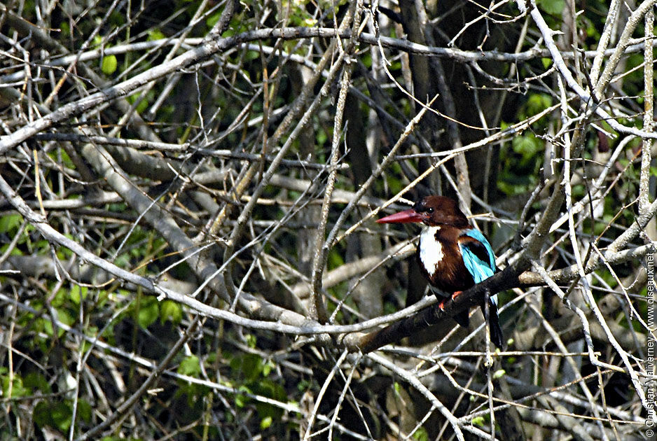 White-throated Kingfisheradult