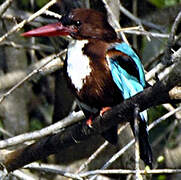 White-throated Kingfisher