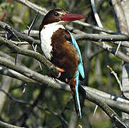 White-throated Kingfisher