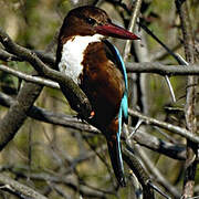 White-throated Kingfisher