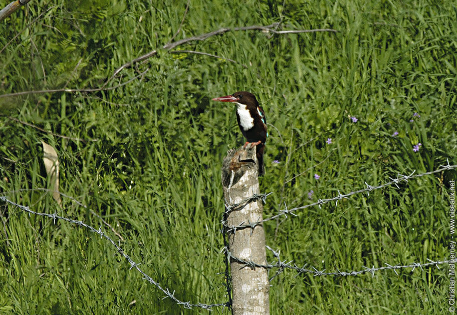 White-throated Kingfisheradult