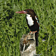 White-throated Kingfisher