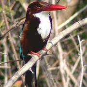 White-throated Kingfisher