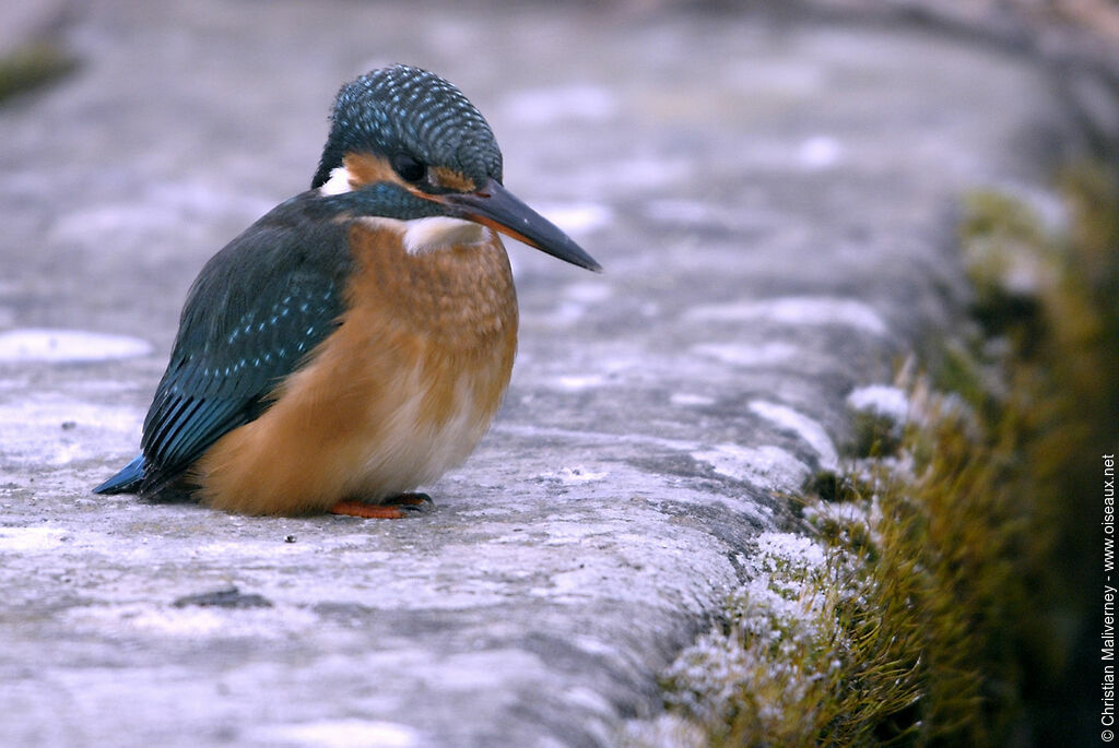 Common Kingfisher female adult, identification