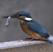 Common Kingfisher