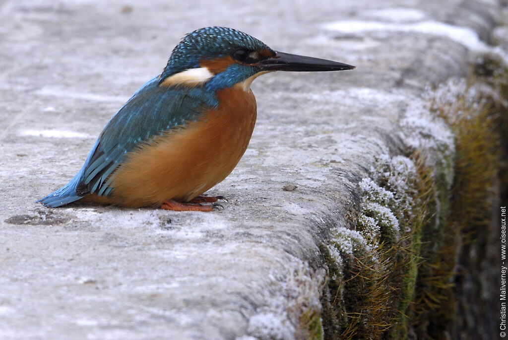 Martin-pêcheur d'Europe mâle adulte, identification