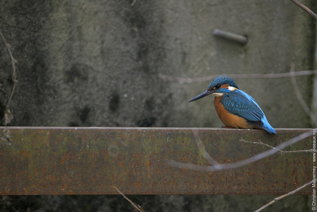 Common Kingfisher male adult, identification