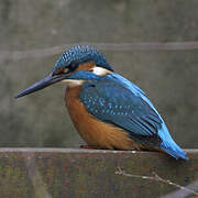 Common Kingfisher