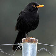 Common Blackbird