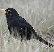 Common Blackbird