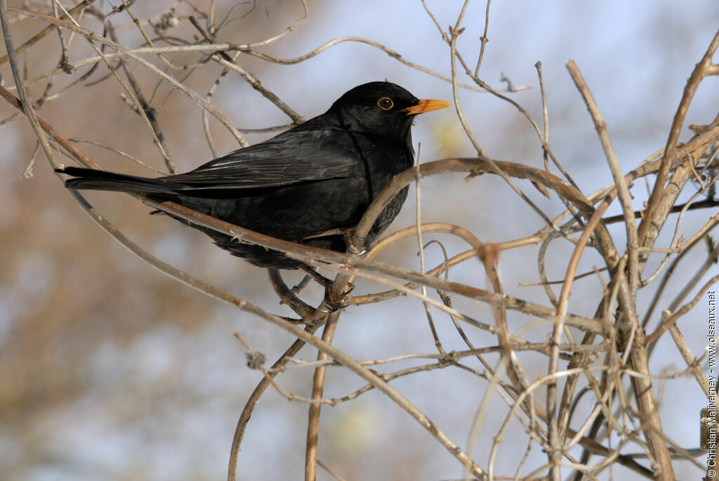 Common Blackbird male adult, identification