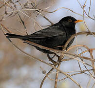 Common Blackbird